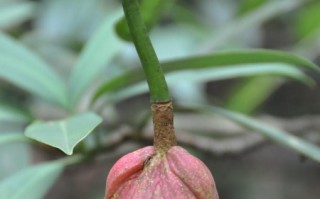 贵阳黔苍科技 科研人员对极危植物苍背木莲实施野外回归