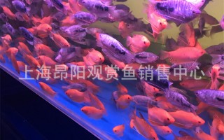 蓝曼科技石材 50种适合家养观赏鱼类及相关推荐