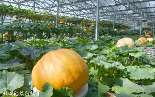 南瓜有没有科技 【第二十六届中国（寿光）国际蔬菜科技博览会】巨人南瓜一个400斤 肉眼可见一天一个样
