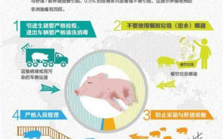 三亚科技槟榔 海南非洲猪瘟注射剂不是疫苗实为复方药，灵感来自嚼槟榔祛瘟