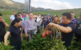 优民科技 早熟马铃薯畅销全国